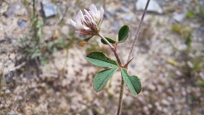 Trifolium trichopterum photo 4