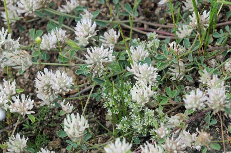 Trifolium trichopterum photo 5