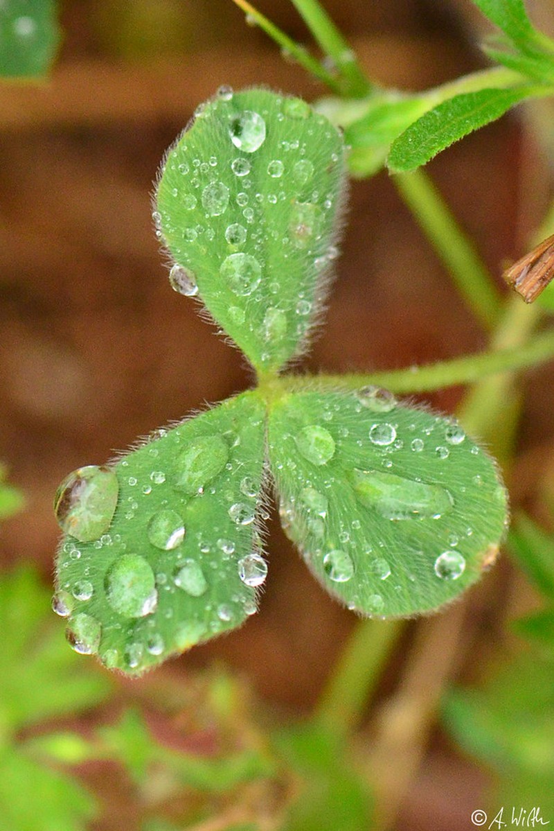 Trifolium trichopterum photo 7