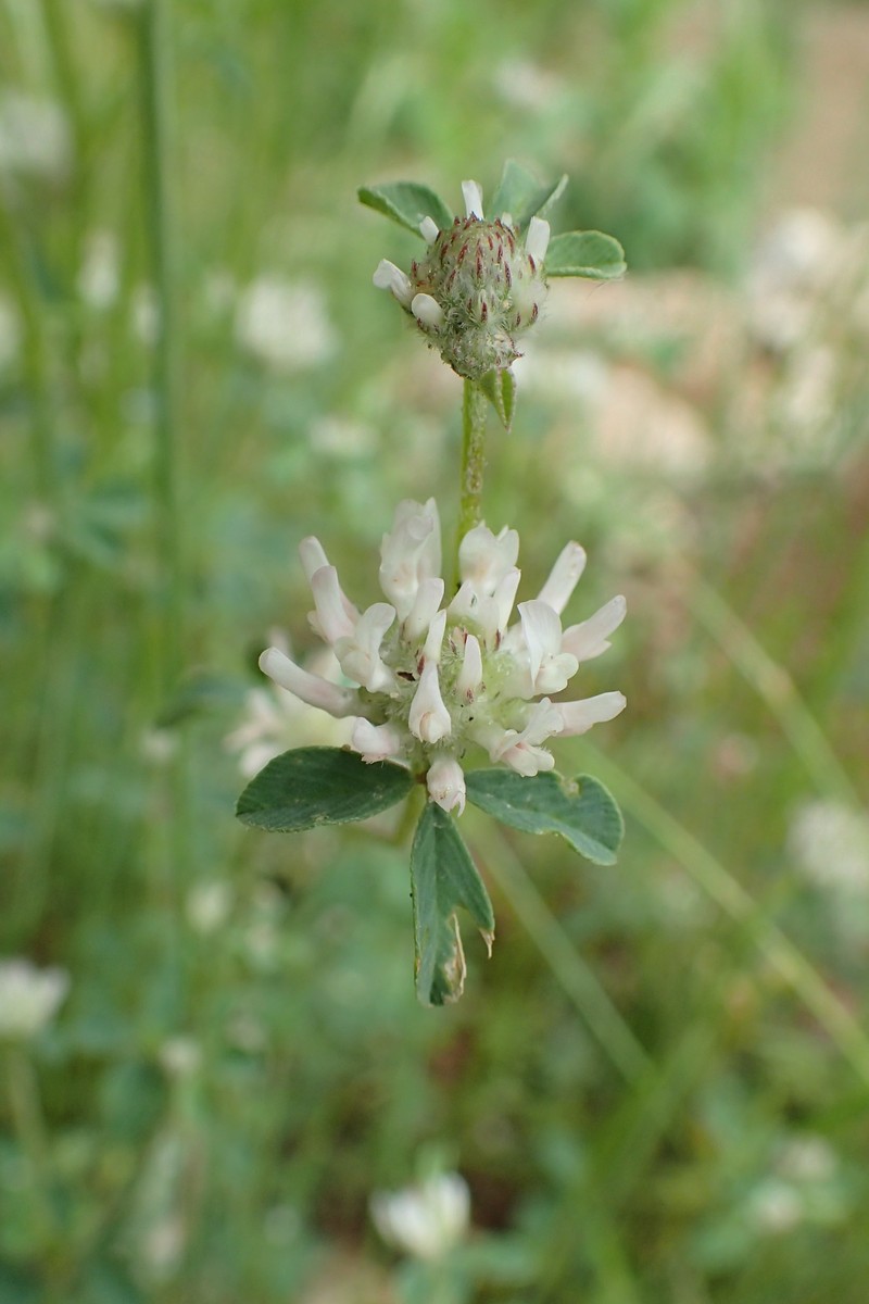 Trifolium trichopterum