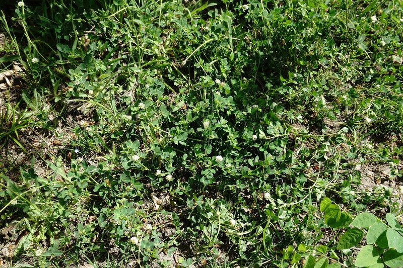 Trifolium tumens