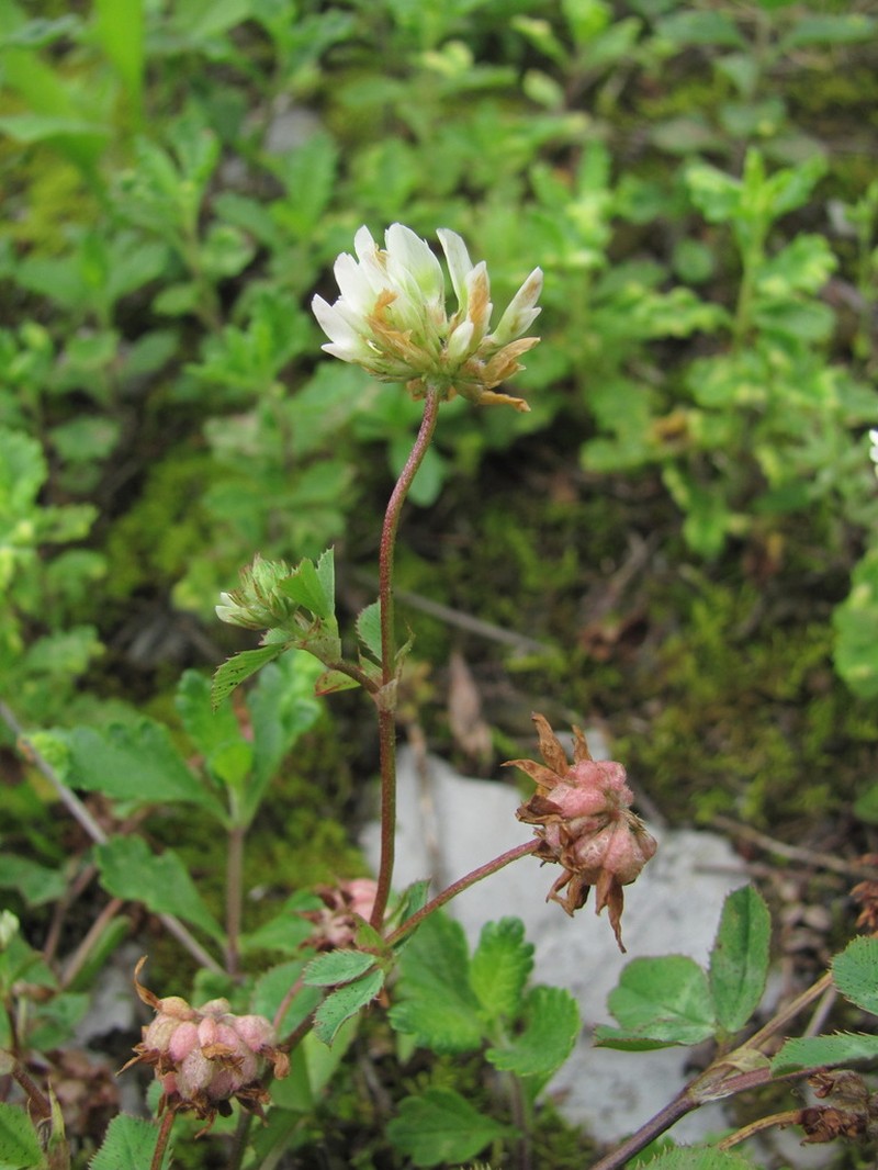 Trifolium tumens photo 2