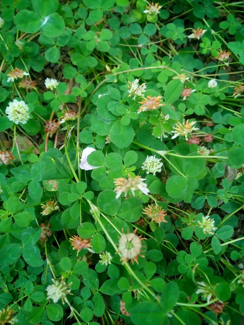 Trifolium tumens photo 3