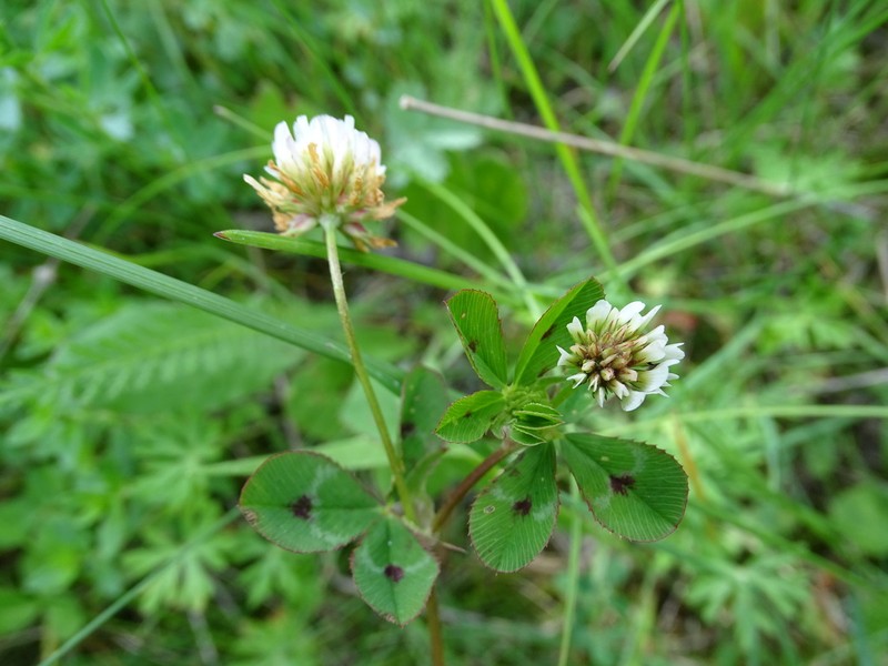 Trifolium tumens photo 4