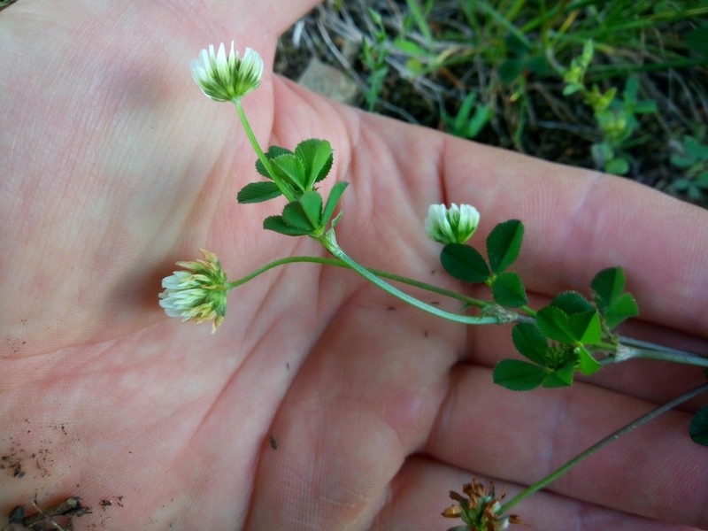 Trifolium tumens photo 5