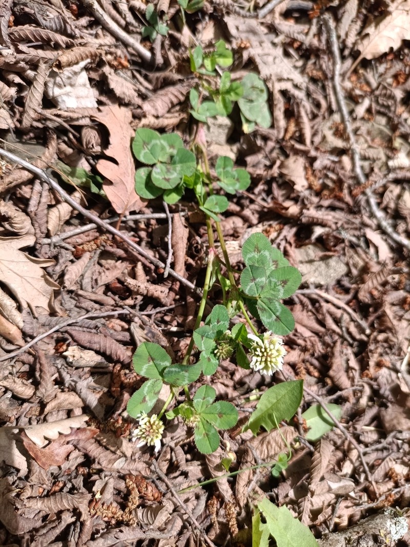 Trifolium tumens photo 6