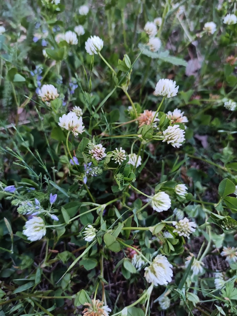 Trifolium tumens photo 7
