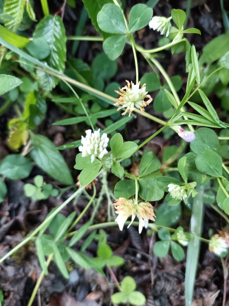 Trifolium tumens photo 8