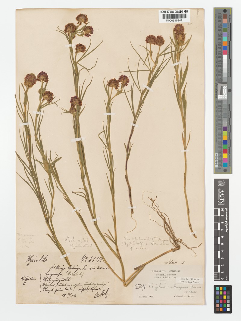 Trifolium ukingense