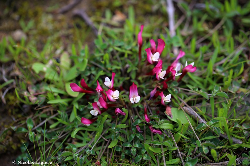 Oneflower Clover