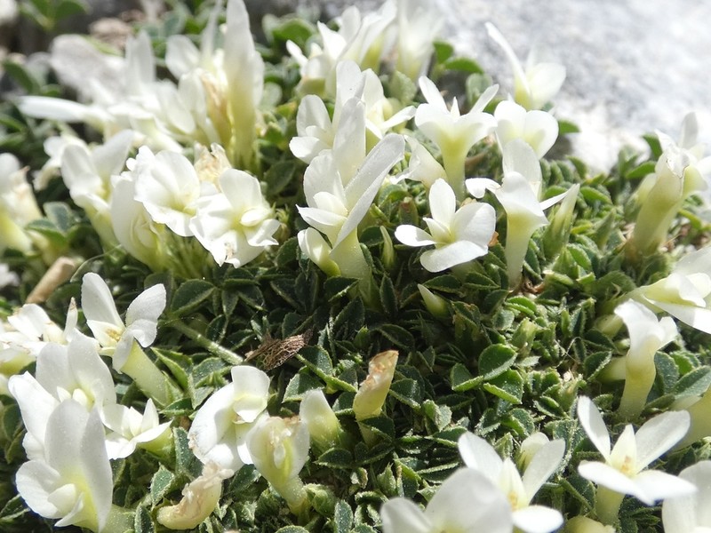 Oneflower Clover photo 2