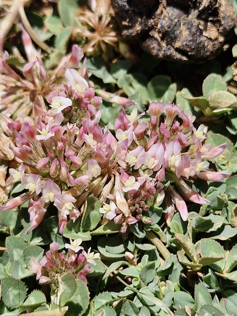 Oneflower Clover photo 3