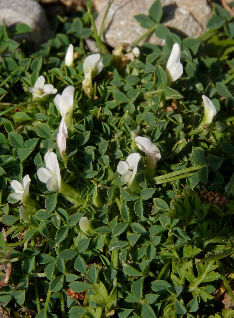 Oneflower Clover photo 4