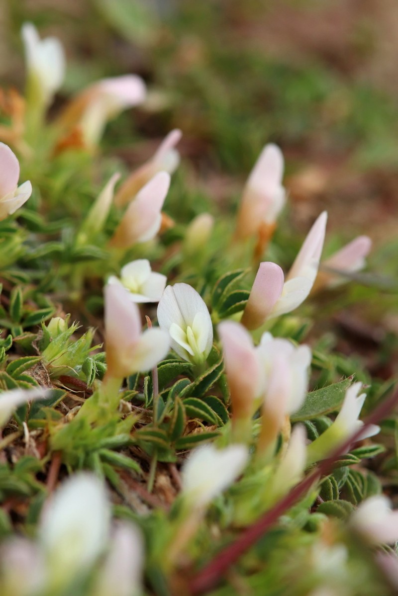 Oneflower Clover photo 5