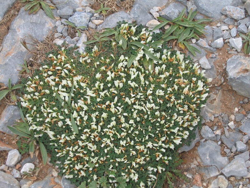 Oneflower Clover photo 6
