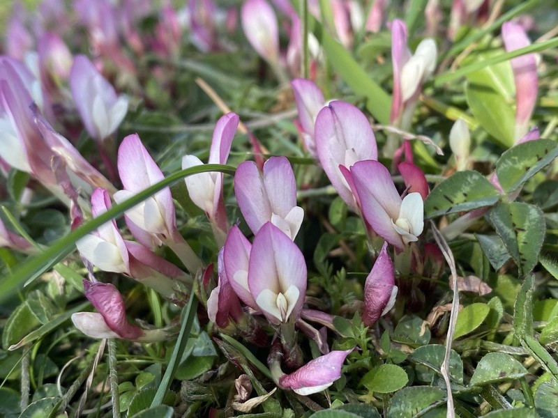 Oneflower Clover photo 7
