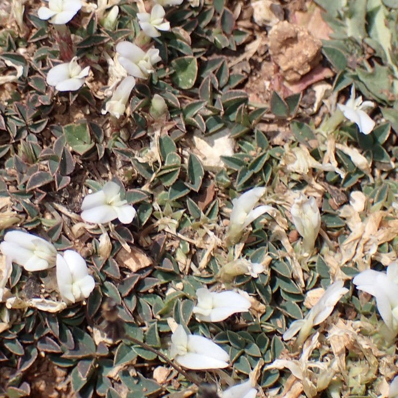 Oneflower Clover photo 8