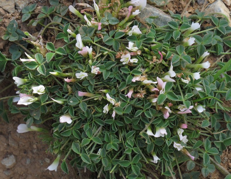 Oneflower Clover