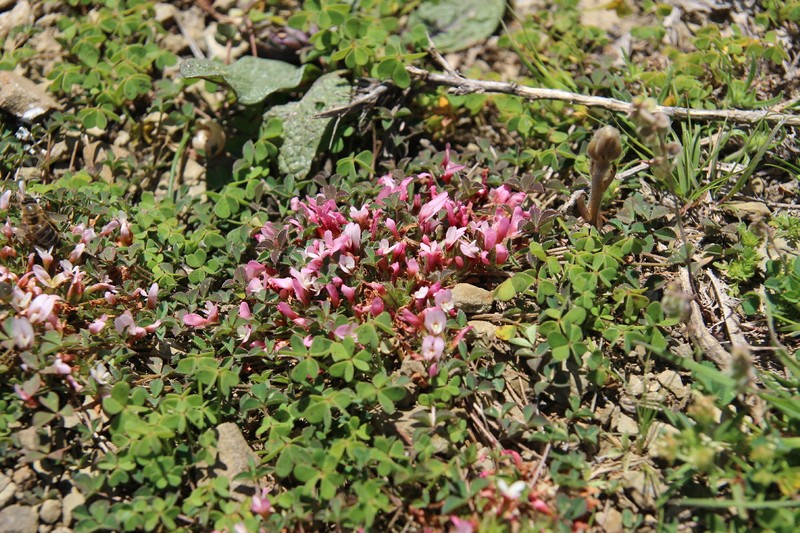 Trifolium uniflorum subsp. uniflorum