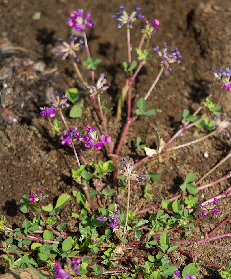 Trifolium usambarense