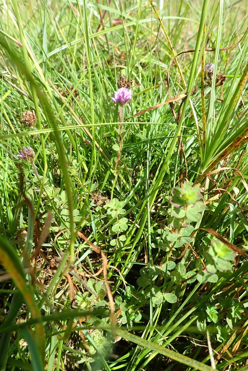 Trifolium usambarense photo 2