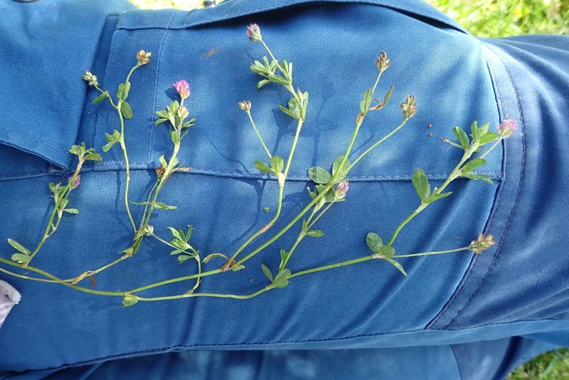 Trifolium usambarense photo 3