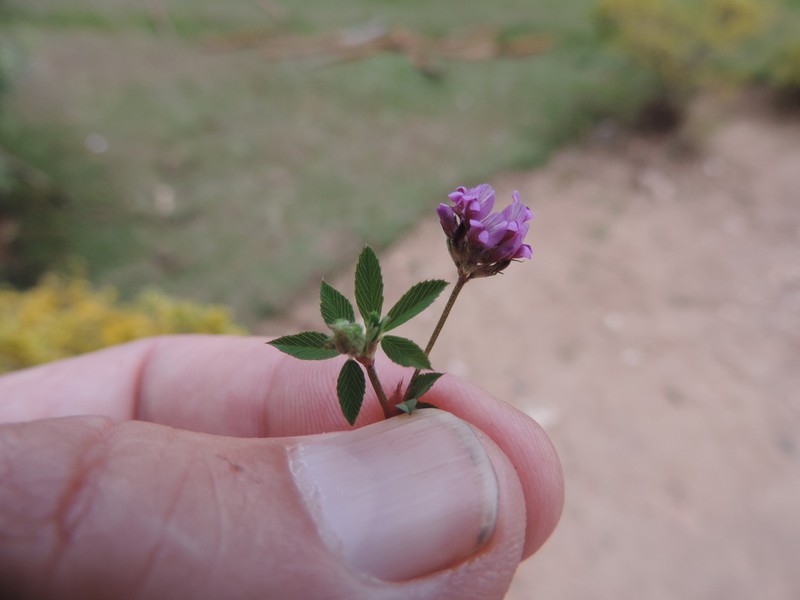 Trifolium usambarense photo 4