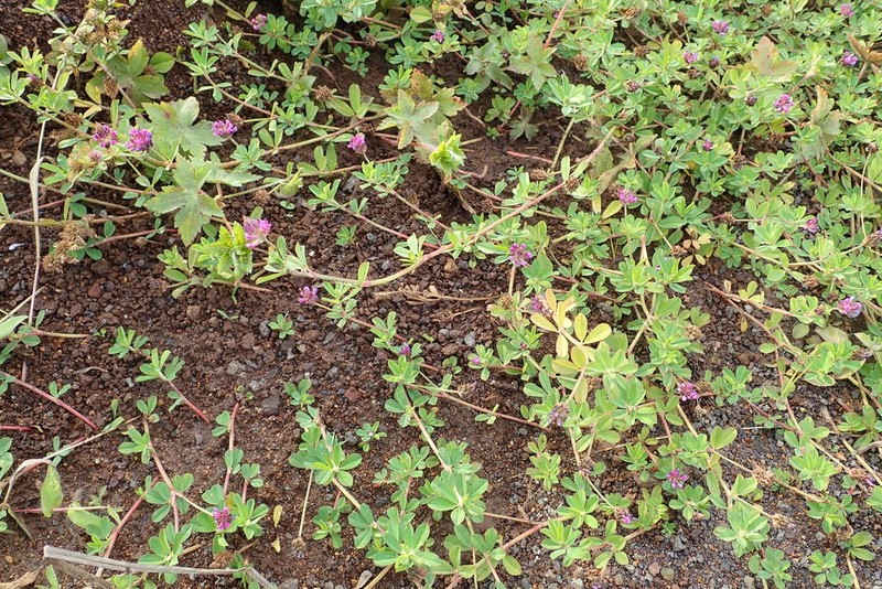 Trifolium usambarense photo 5