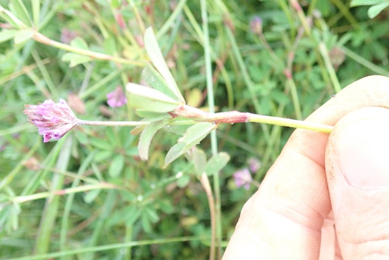 Trifolium usambarense photo 6