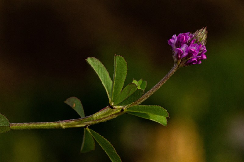 Trifolium usambarense photo 7