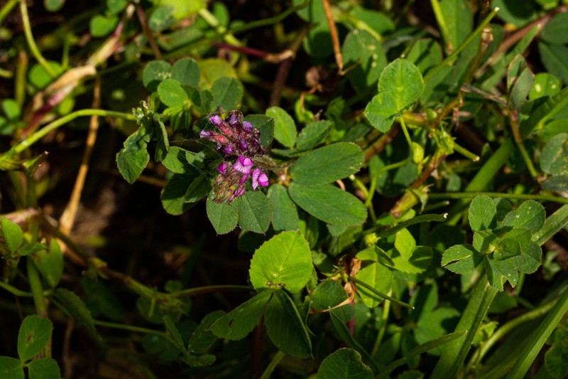 Trifolium usambarense photo 8