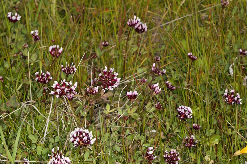 Whitetip Clover photo 2