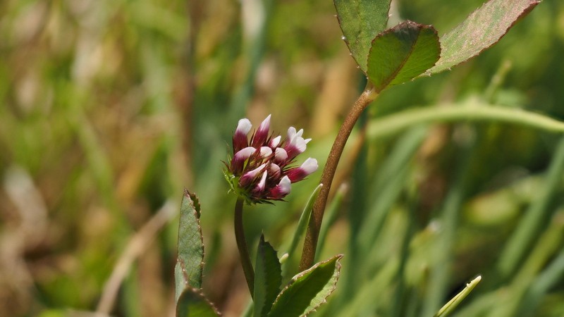 Whitetip Clover photo 3