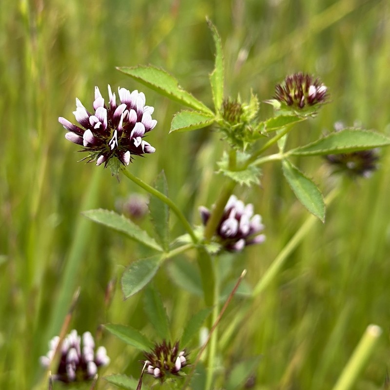 Whitetip Clover photo 4