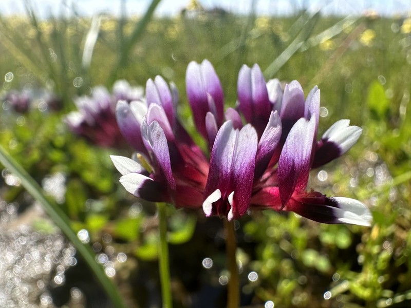 Whitetip Clover photo 5