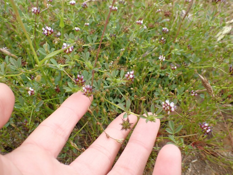 Whitetip Clover photo 6