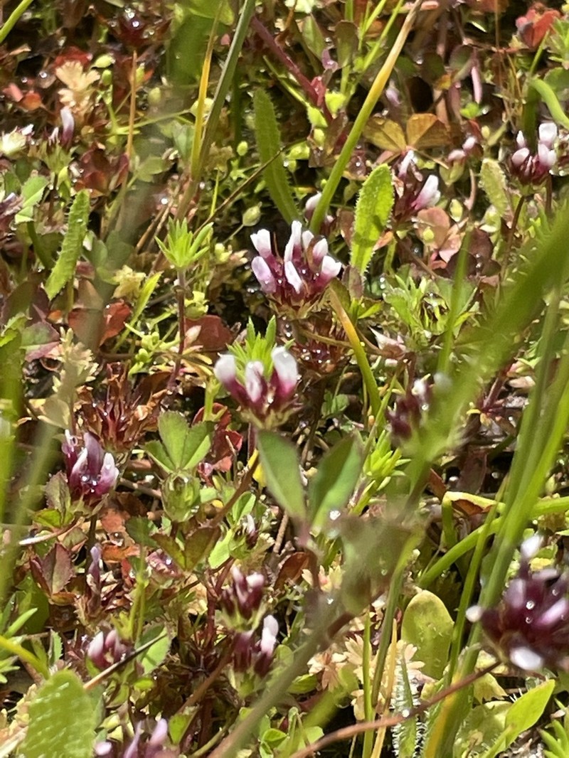 Whitetip Clover photo 7