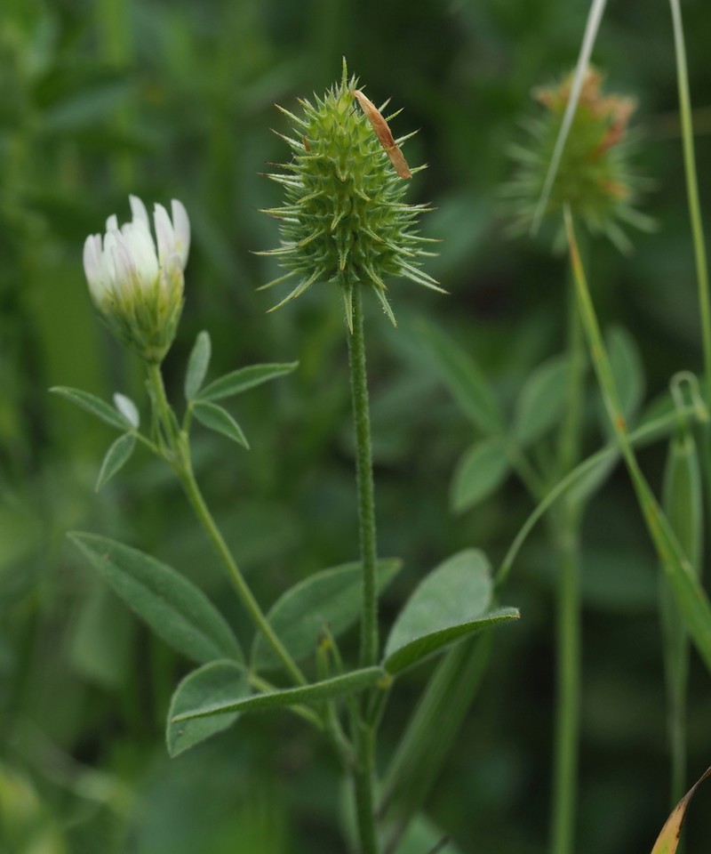 Vavilov's Clover
