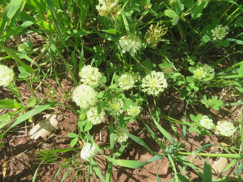Vavilov's Clover photo 2
