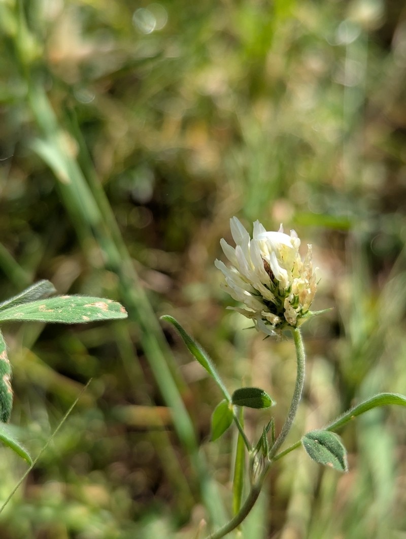 Vavilov's Clover photo 3