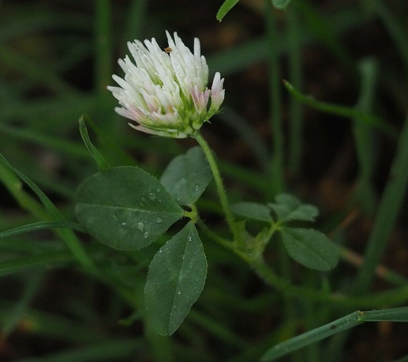 Vavilov's Clover photo 4