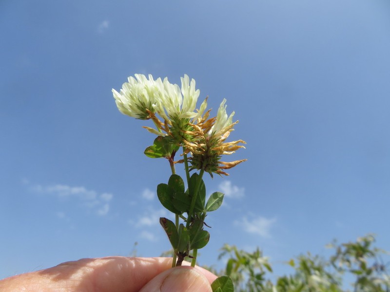 Vavilov's Clover photo 5