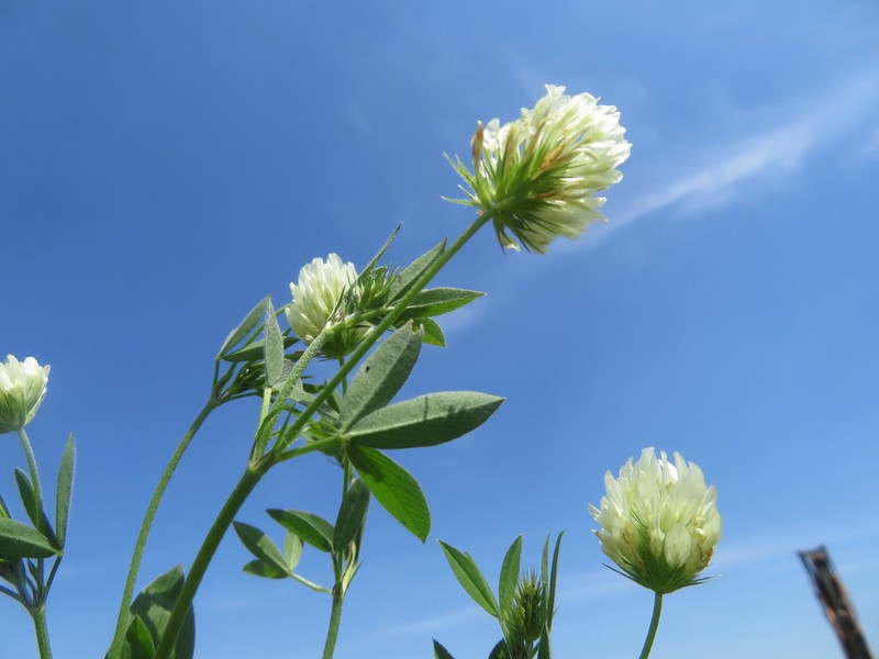 Vavilov's Clover photo 6