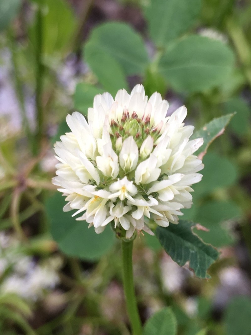 Vavilov's Clover photo 7