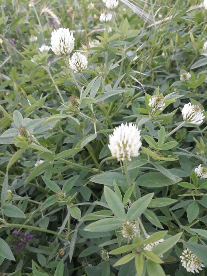 Vavilov's Clover photo 8