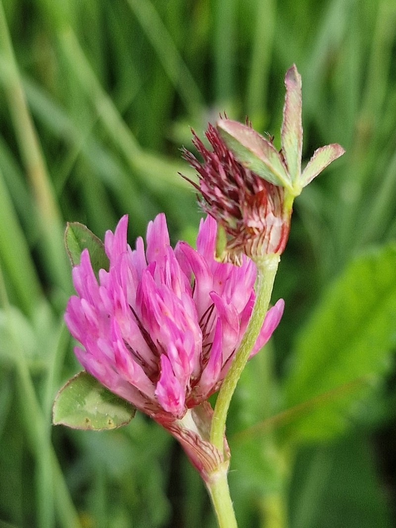 Trifolium velebiticum