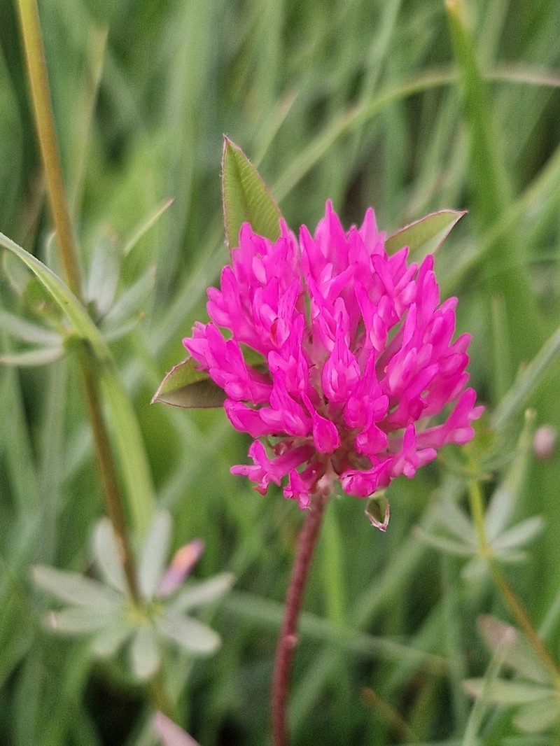 Trifolium velebiticum photo 2