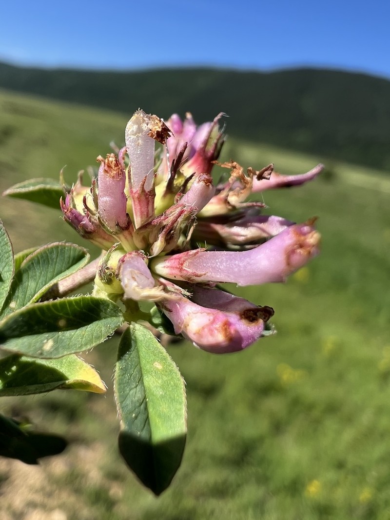 Trifolium velebiticum photo 3