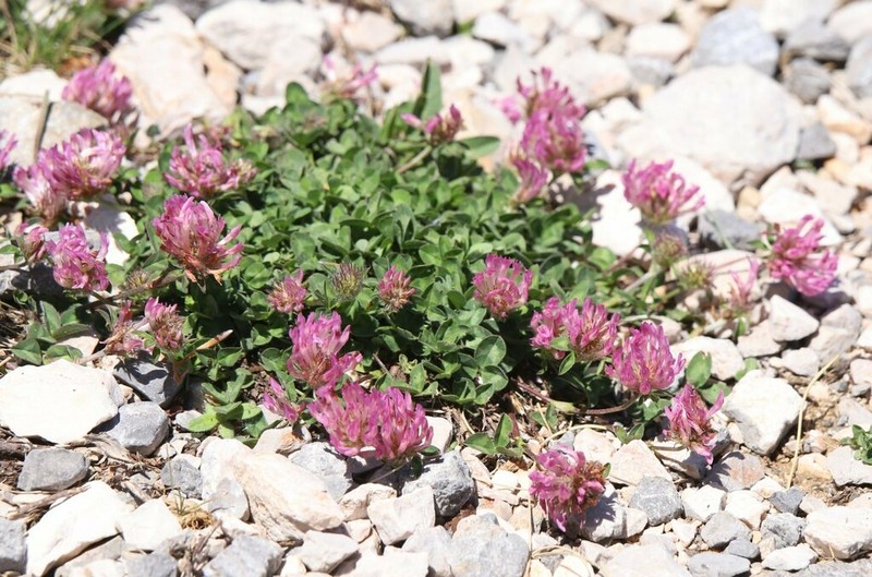 Trifolium velebiticum photo 4