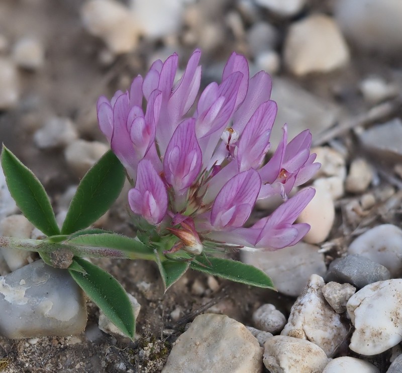 Trifolium velebiticum photo 5